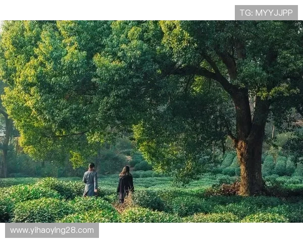 壹号娱乐官网入口网址大全提供详细的登录指南和安全验证流程